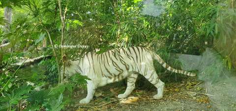 Tigre blanc - Zoo de Beauval 