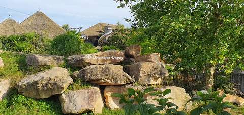 Lions -Zoo de beauval