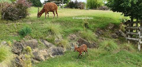 Antilopes - Zoo de Beauval