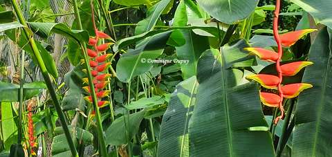 Heliconia
