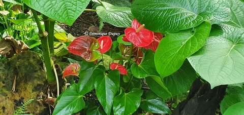 Anthurium rouge