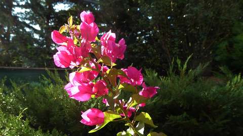 bougainvillea