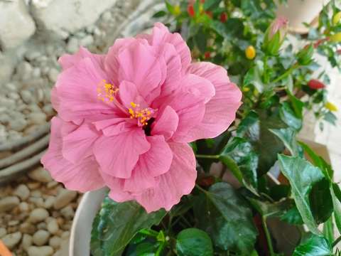 Hibiszkusz