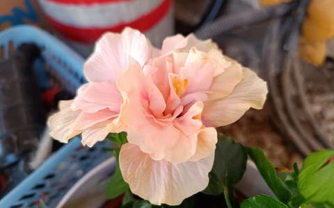 Hibiszkusz