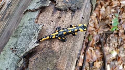 Foltos szalamandra