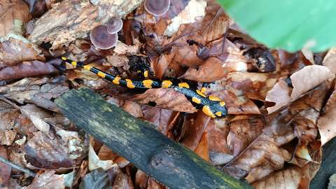 Foltos szalamandra