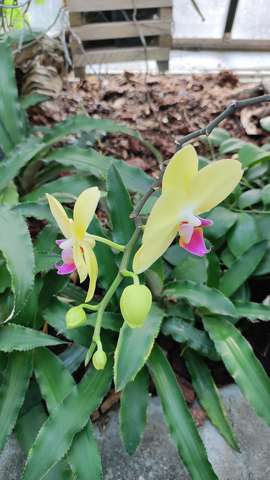 orchidea, trópusi virág