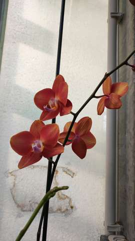orchidea, trópusi virág