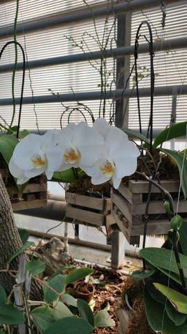 orchidea, trópusi virág