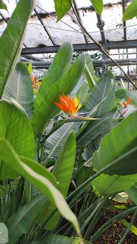 strelitzia, papagájvirág, trópusi növény