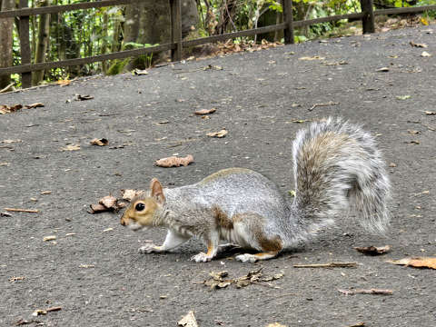 Kelvingrove parkban - Skócia