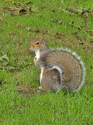 Kelvingrove parkban - Skócia