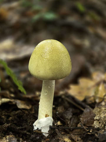 Gombamodell: A gyilkos galóca