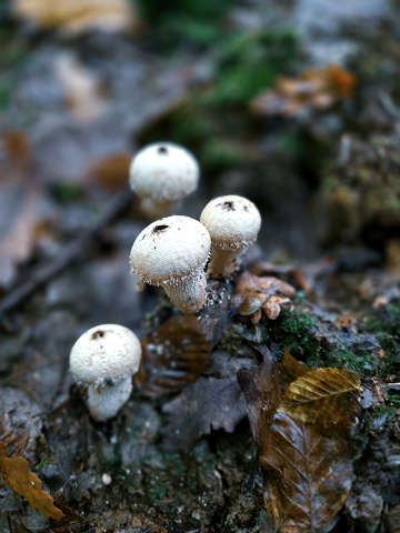 Gombamodell: A bimbós pöfeteg