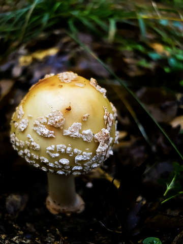 Gombamodell: A sárga légyölő galóca