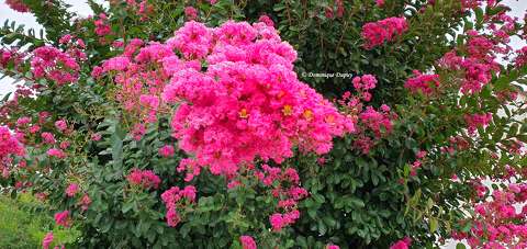 Lilas des Indes. 