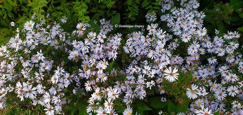 Marguerites d'Automne