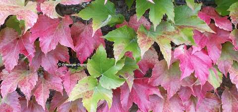 Vigne vierge