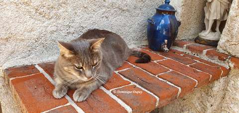 La chatte en pleine réflexion.
