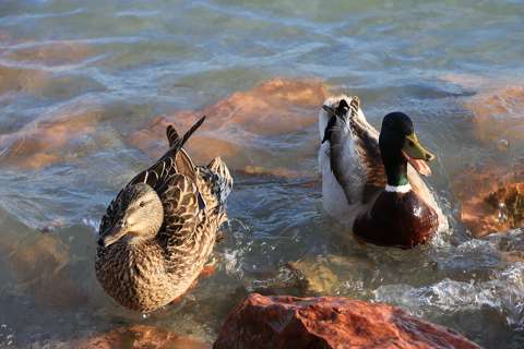Balatonfűzfői tőkés récék.