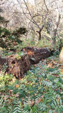 fatörzs, farönk, erdő