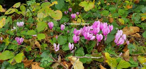 Cyclamens