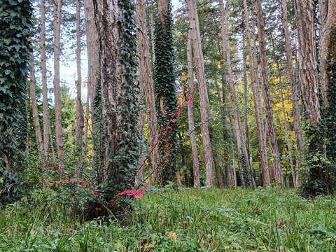 Dr-kert, Balatonfűzfő, Gyártelep