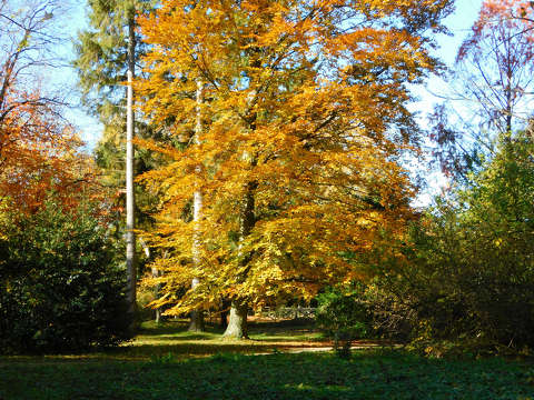 Zirci Ciszterci Apátság Arborétum, ősz