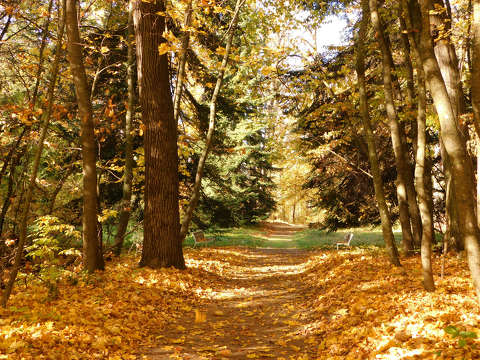 Zirci Ciszterci Apátság Arborétum, ősz, út, pad