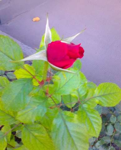 rózsabimbó októberi