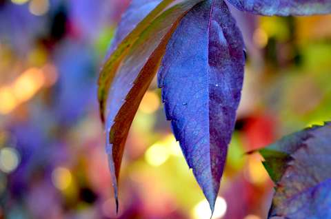 Október, színes levelek, bokeh.