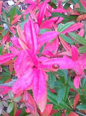 katicás virág ősszel