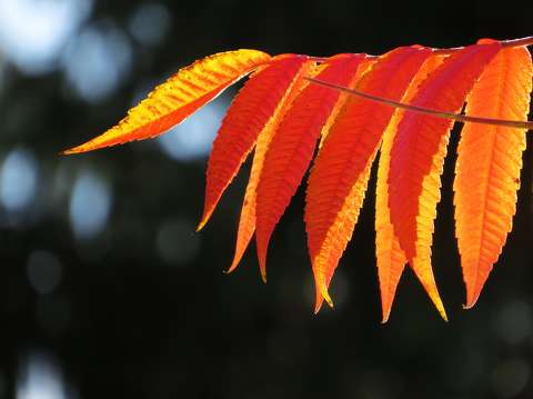 Őszi színben pompázó.