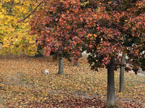 Séta, ősz, Balatonfűzfő