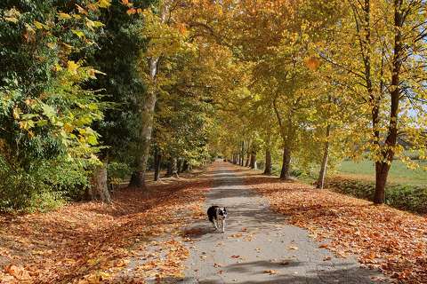 fasor kutya út ősz