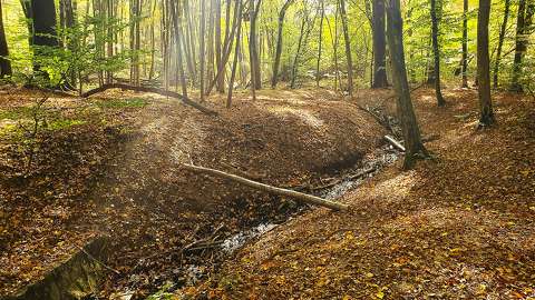 Zselic, Alma-forrás