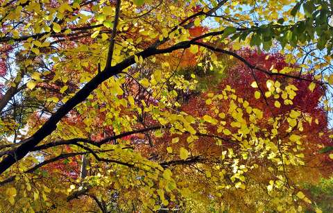 fa levél színes ősz