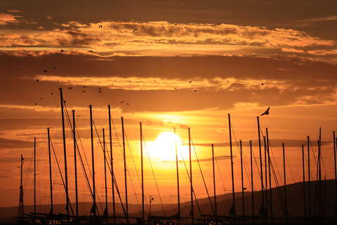 ÁRBÓCOK KÖZÖTT A NAP