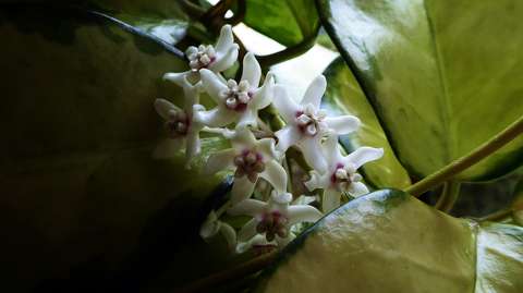 trópusi virág viaszvirág