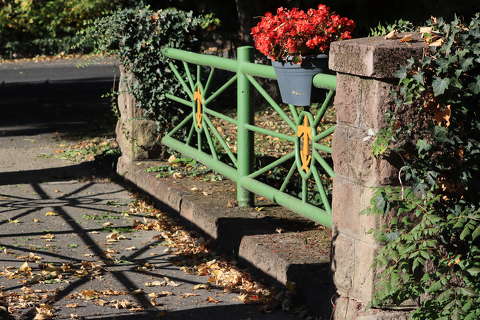 dekoráció kerítés krizantém ősz