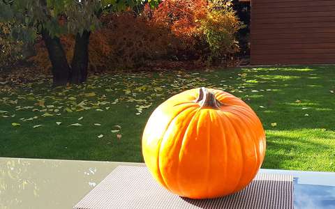 címlapfotó tök ősz