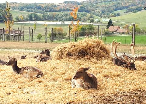 Bőszénfa, szarvasfarm