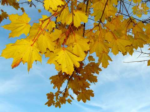 ősz, levél, juhar fa