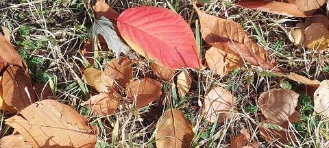 Alsóörs, Sirály park