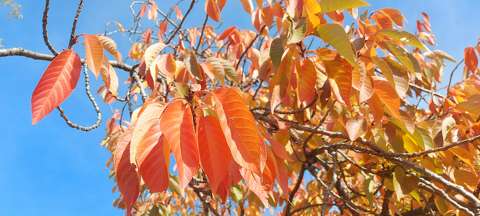 Alsóörs, Sirály park