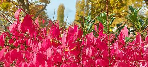 Alsóörs, Sirály park