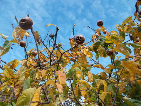 gyümölcs naspolya ősz