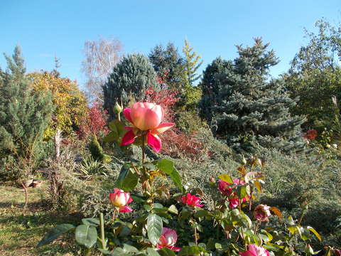 címlapfotó kertek és parkok rózsa ősz