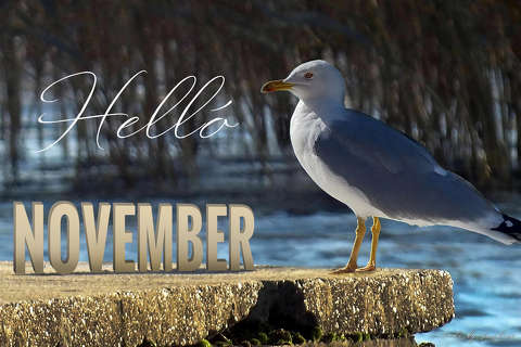 helló november, grafika