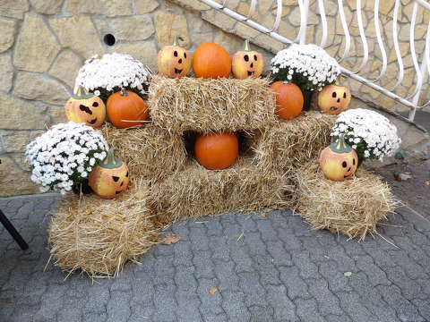 címlapfotó dekoráció krizantém tök